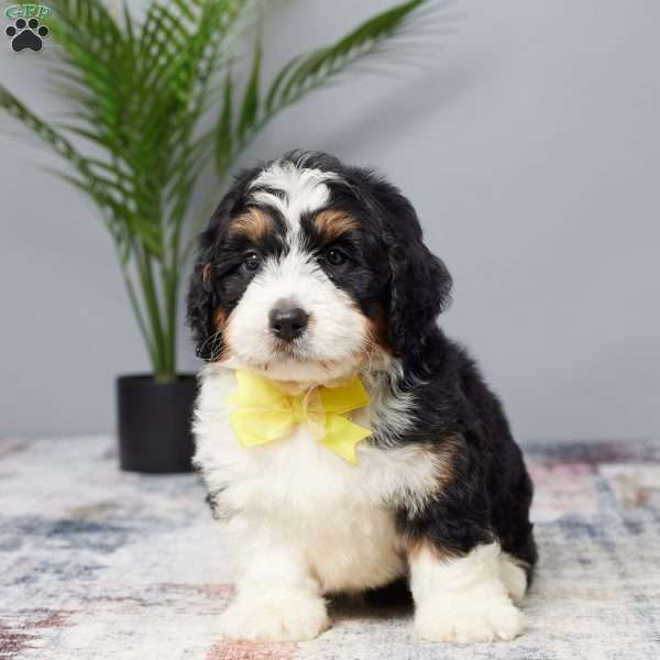 Biscuit, Mini Bernedoodle Puppy